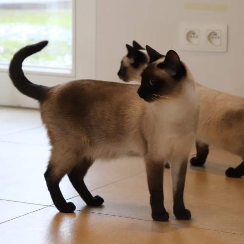 Foto van de poes