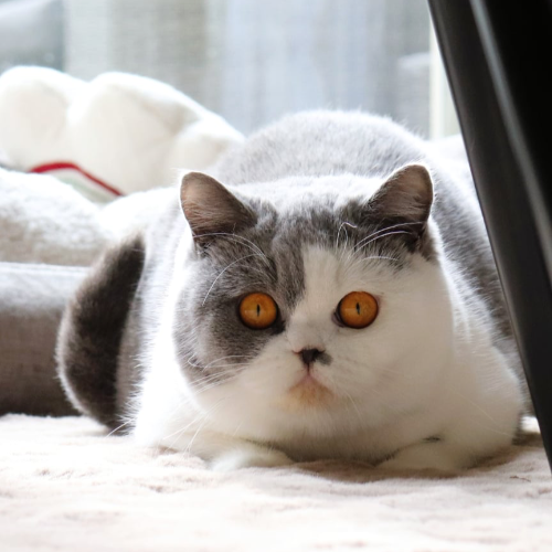 Foto van de poes