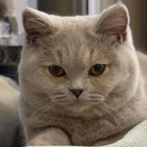 Foto van de poes