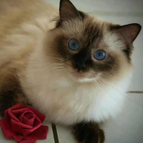 Foto van de poes