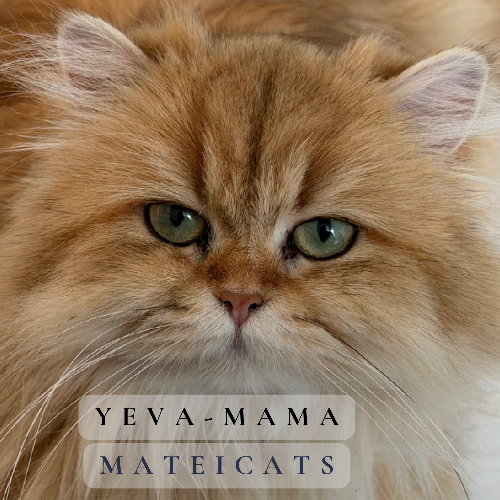 Foto van de poes