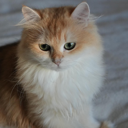 Foto van de poes