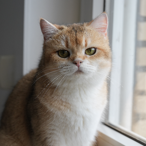 Foto van de poes