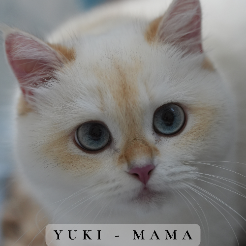 Foto van de poes