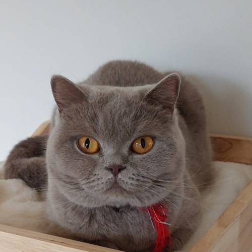Foto van de poes
