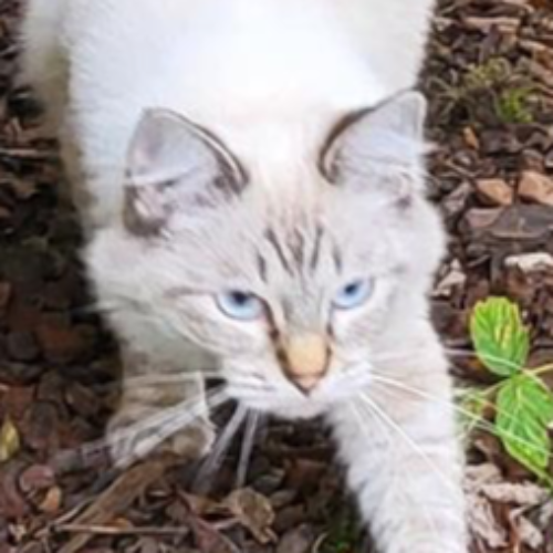 Foto van de poes