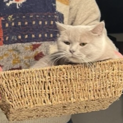 Foto van de poes