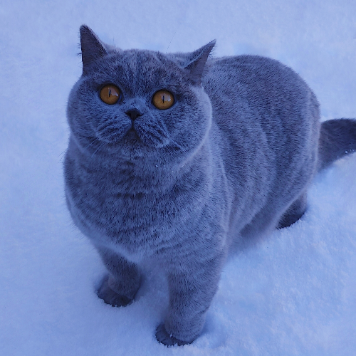 Foto van de poes