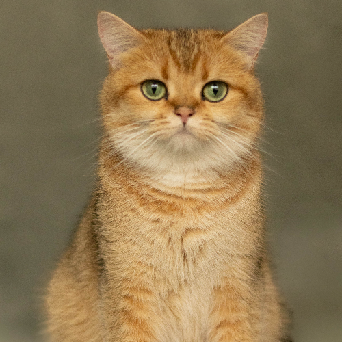 Foto van de poes