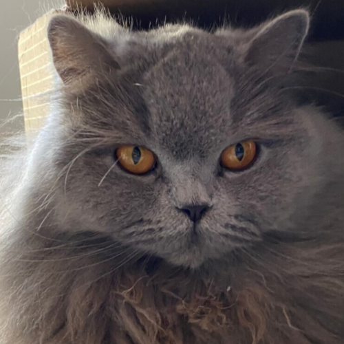 Foto van de poes
