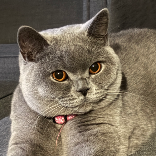 Foto van de poes