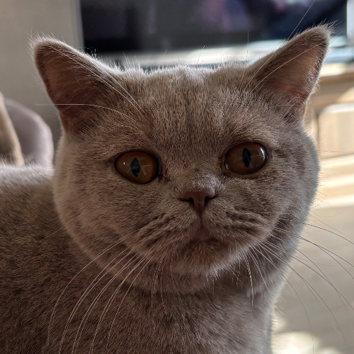 Foto van de poes