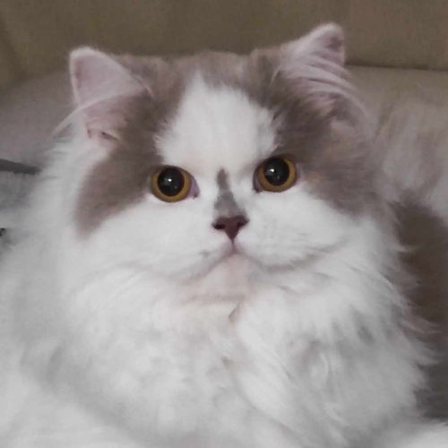 Foto van de poes