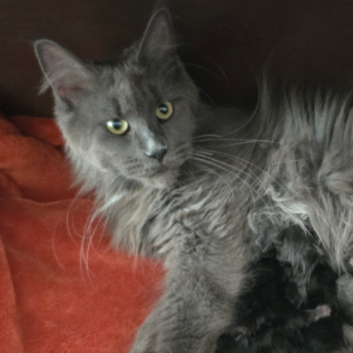 Foto van de poes
