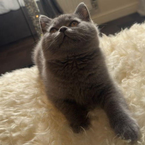 Foto van de poes