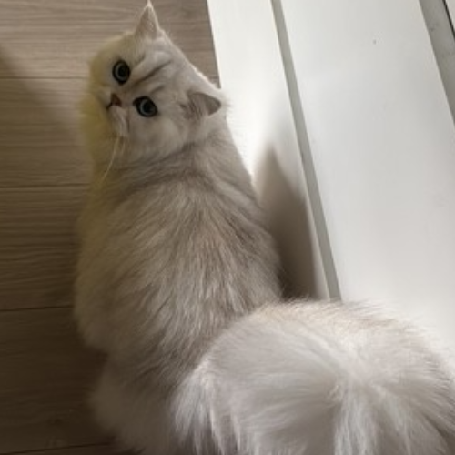 Foto van de poes