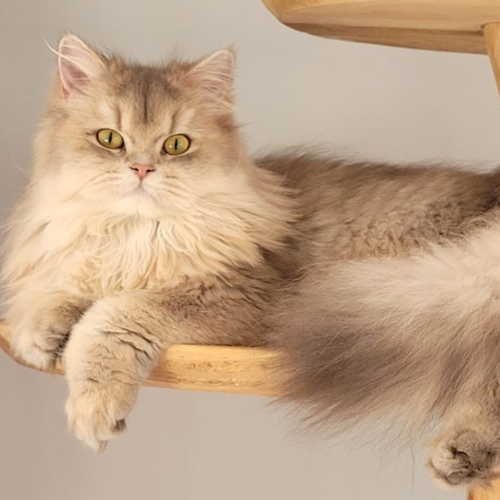 Foto van de poes