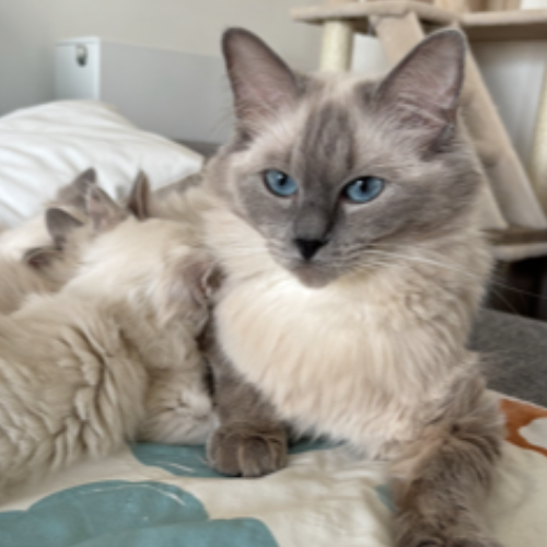 Foto van de poes