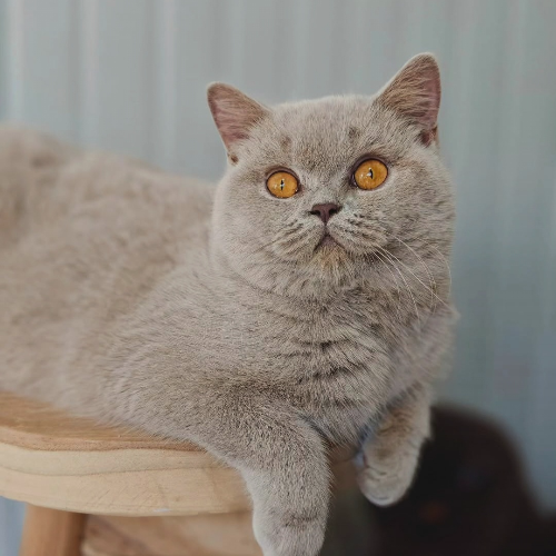Foto van de poes