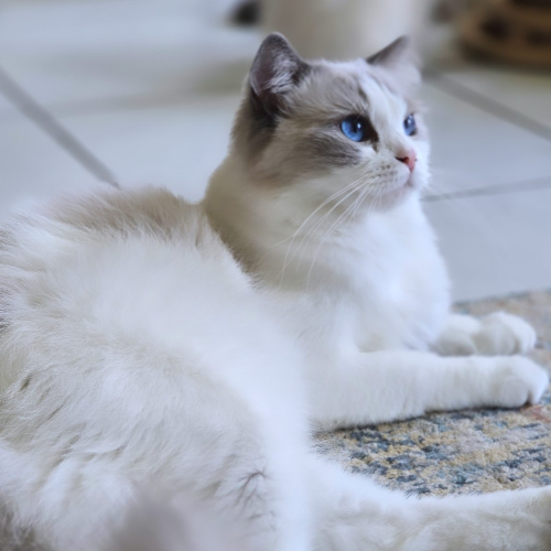 Foto van de poes