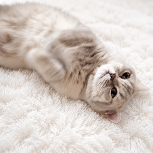 Foto van de poes