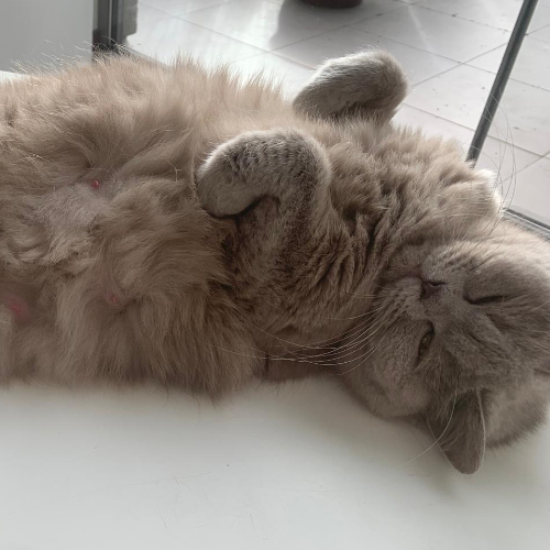 Foto van de poes