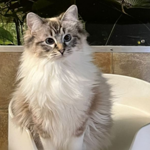 Foto van de poes
