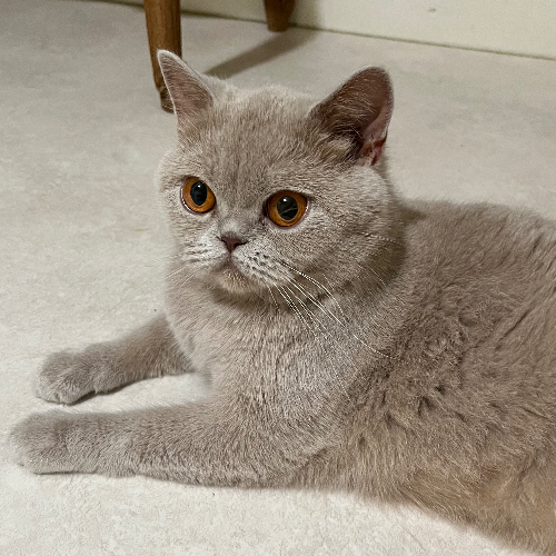 Foto van de poes