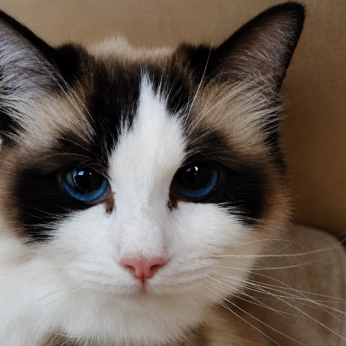 Foto van de poes