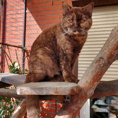 Foto van de poes