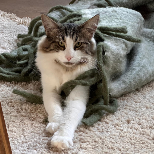 Foto van de poes