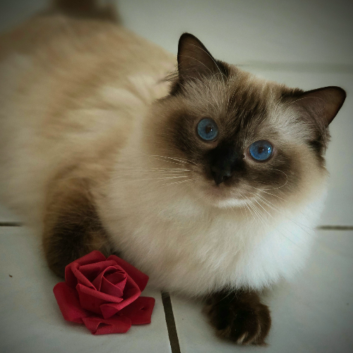 Foto van de poes