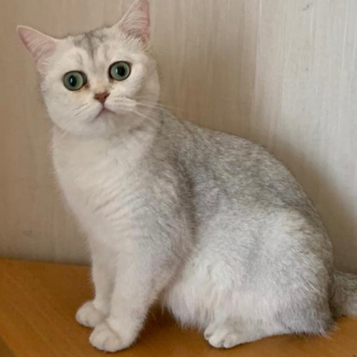 Foto van de poes