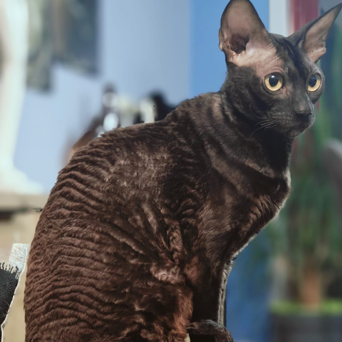 Foto van de poes