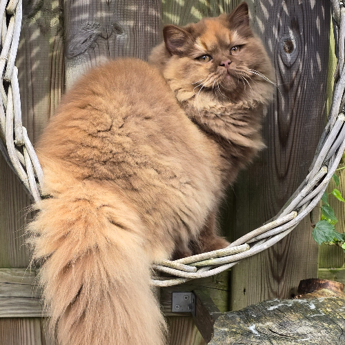 Foto van de poes