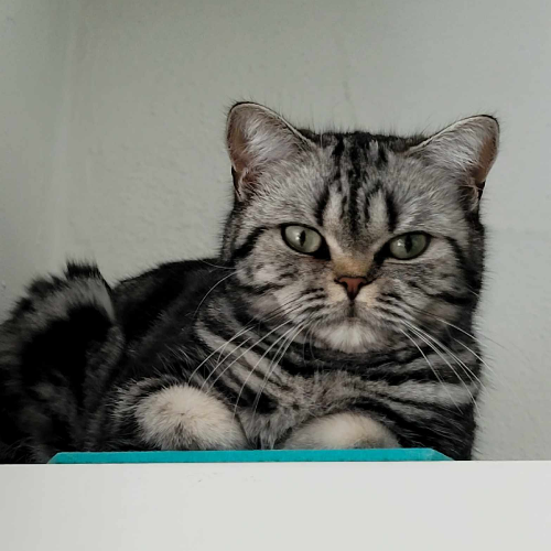 Foto van de poes