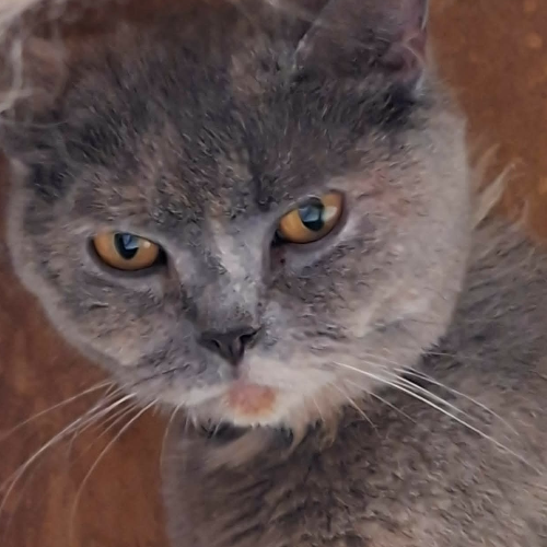 Foto van de poes