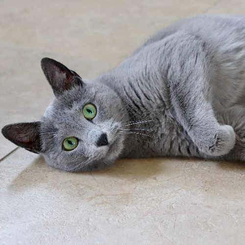 Foto van de poes