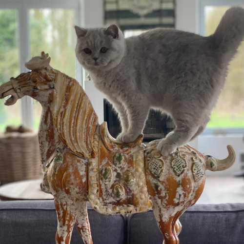 Foto van de poes