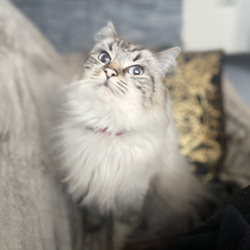Foto van de poes
