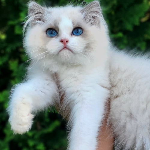 Foto van de poes