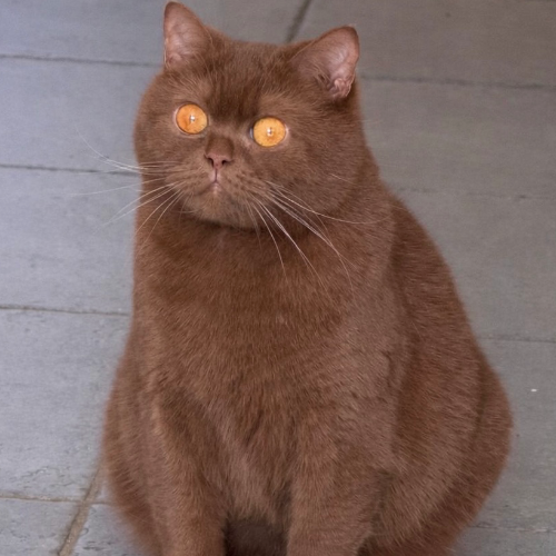 Foto van de poes