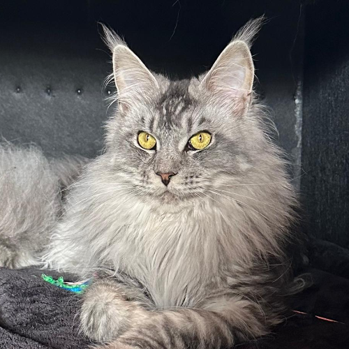 Foto van de poes