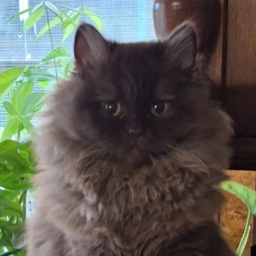 Foto van de poes