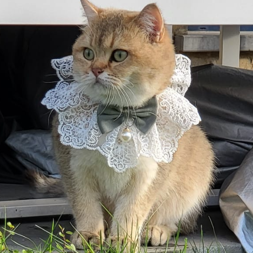 Foto van de poes