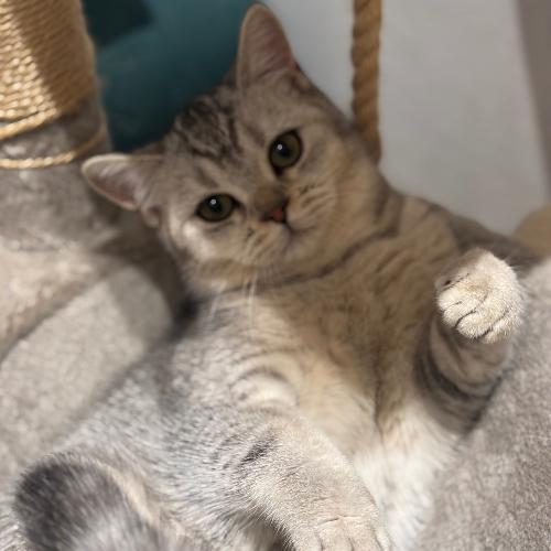 Foto van de poes