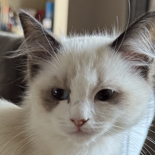 Foto van de poes