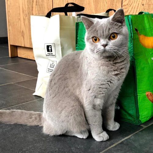 Foto van de poes