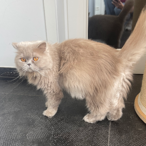 Foto van de poes