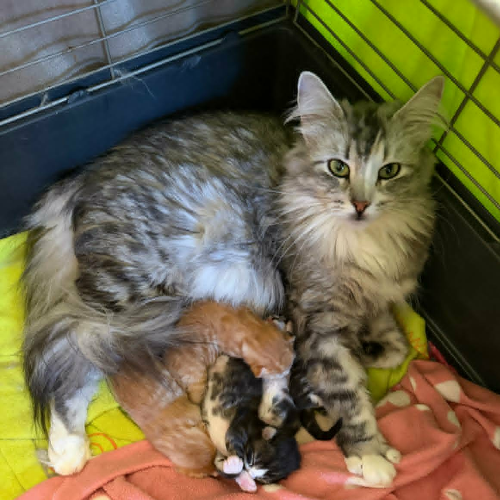 Foto van de poes